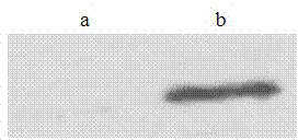 Pichia pastoris wall protein gcw12 and its surface display system and construction method