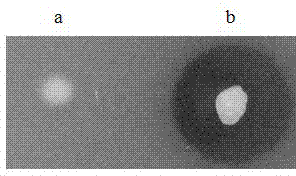 Pichia pastoris wall protein gcw12 and its surface display system and construction method