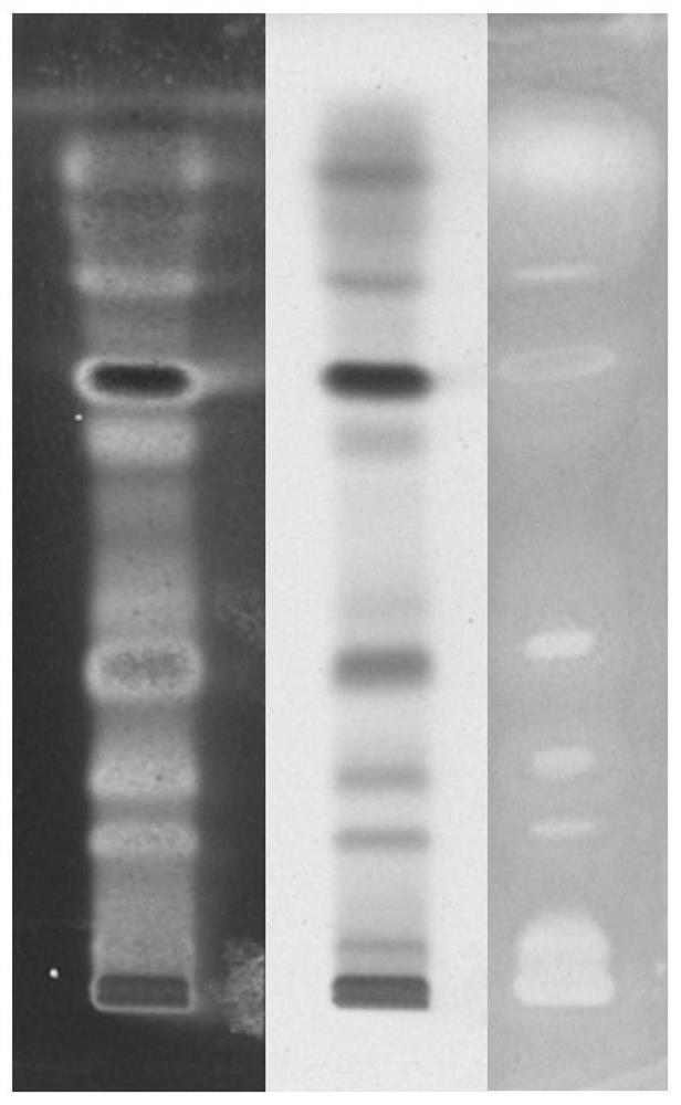 Method for screening xanthine oxidase inhibitor