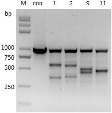 Targeting vector and reconstituted cell for Cas9-mediated site-specific integration of FABP4 (adipose fatty acid-binding protein) gene and MSTN (myostatin) gene point mutation