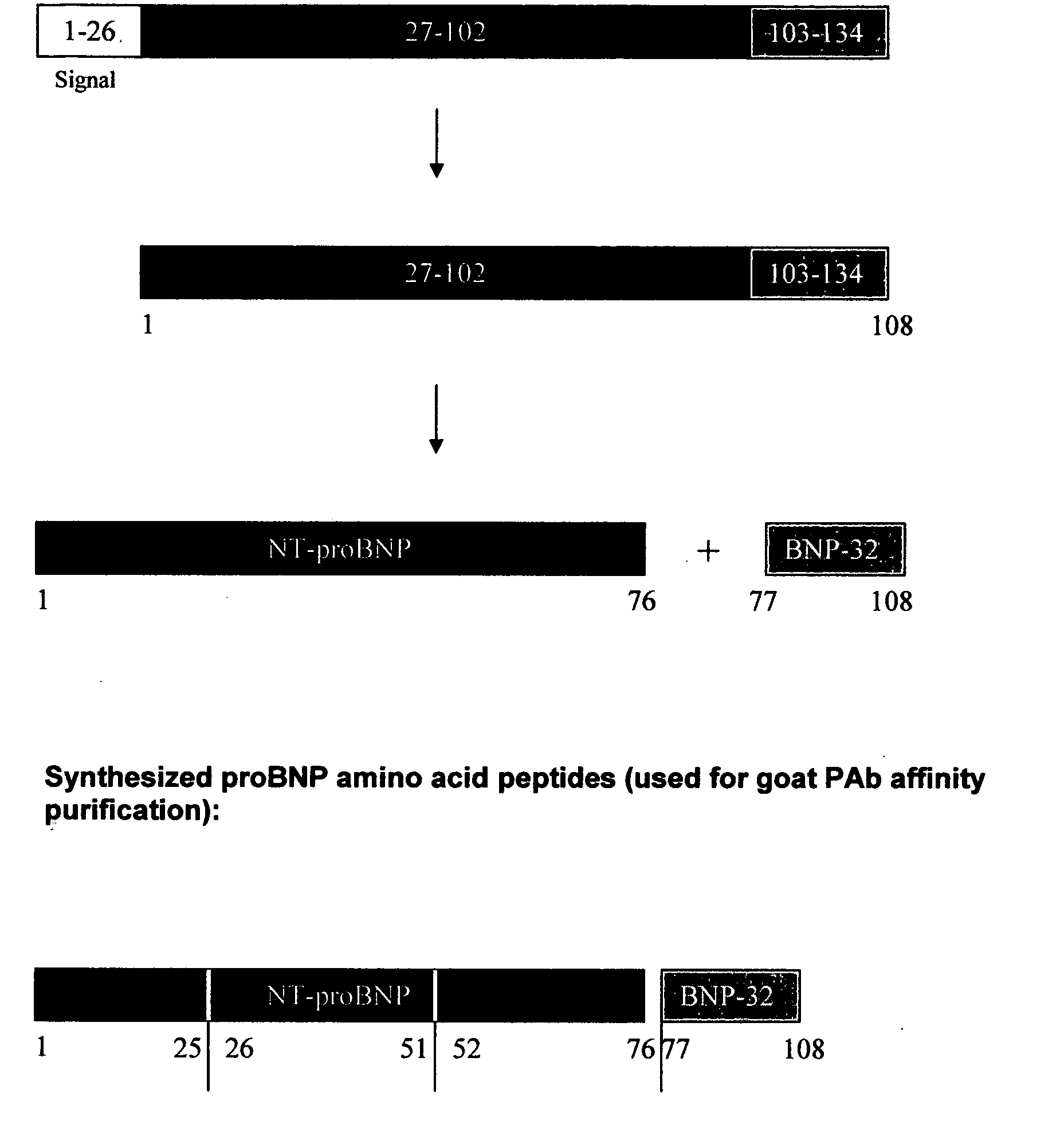 Polyclonal-polyclonal ELISA assay for detecting N-terminus-proBNP