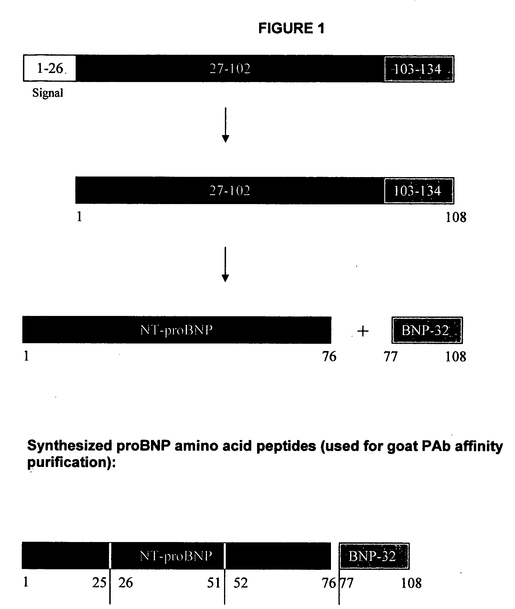 Polyclonal-polyclonal ELISA assay for detecting N-terminus-proBNP