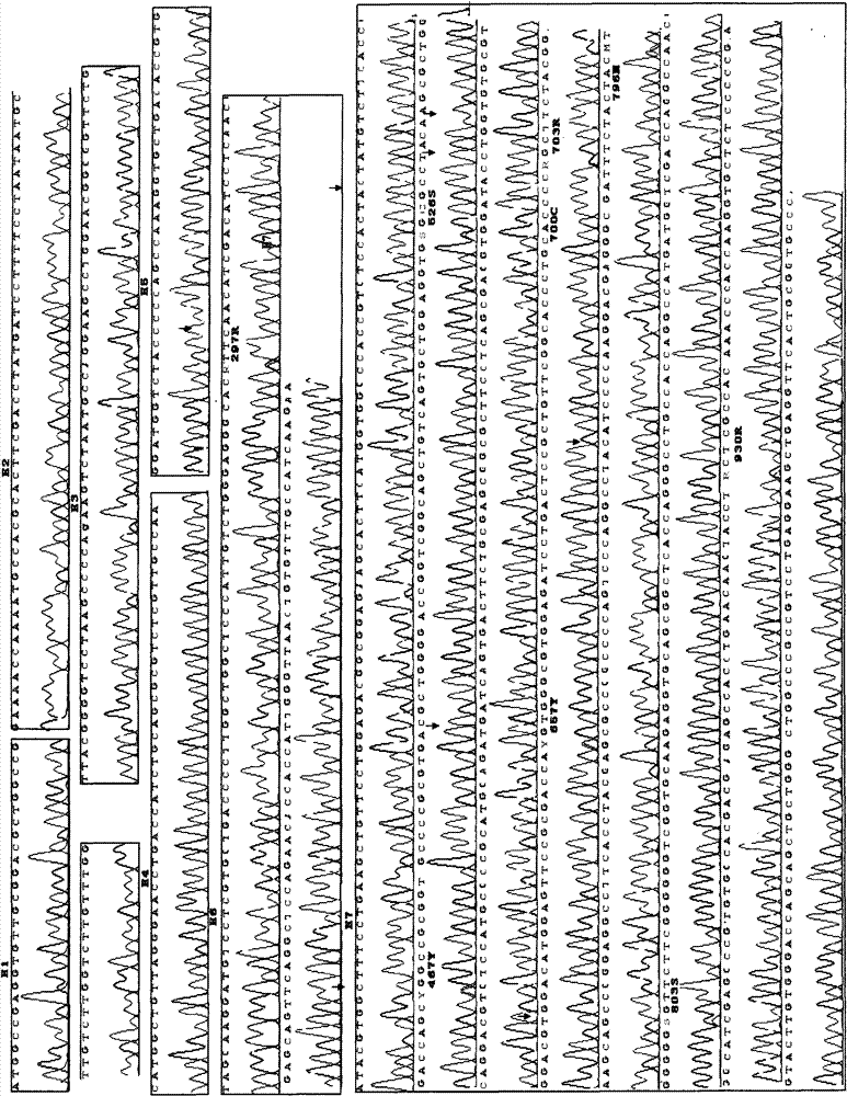 Polymerase chain reaction-sequence based typing (PCR-SBT) method for ABO blood type genotyping and reagent