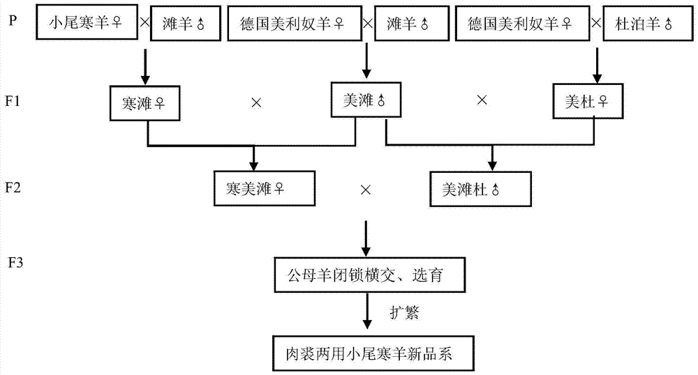 Breeding method of a new line of small-tailed Han sheep with dual-purpose meat and coat