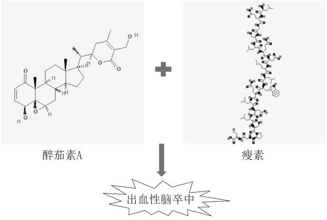 Composition of withaferin A and leptin and application of composition to preparation of medicine for preventing and/or treating hemorrhagic stroke