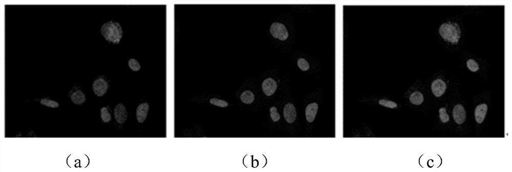 Red fluorescent water-soluble cell nucleus targeting probe with V-shaped structure and application