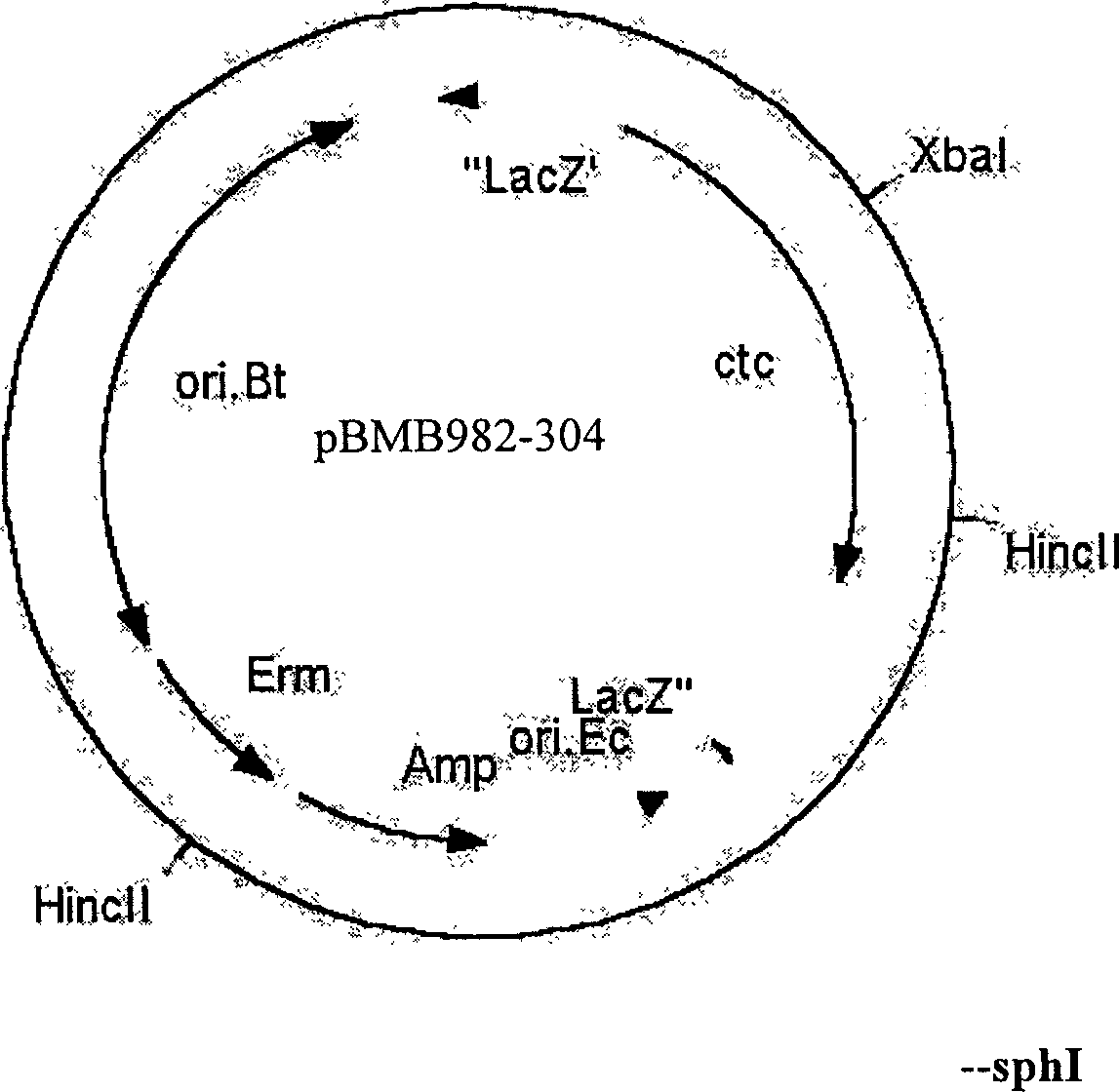 Method of revealing target protein on cell surface using bactospein S layer protein as carrier and application thereof