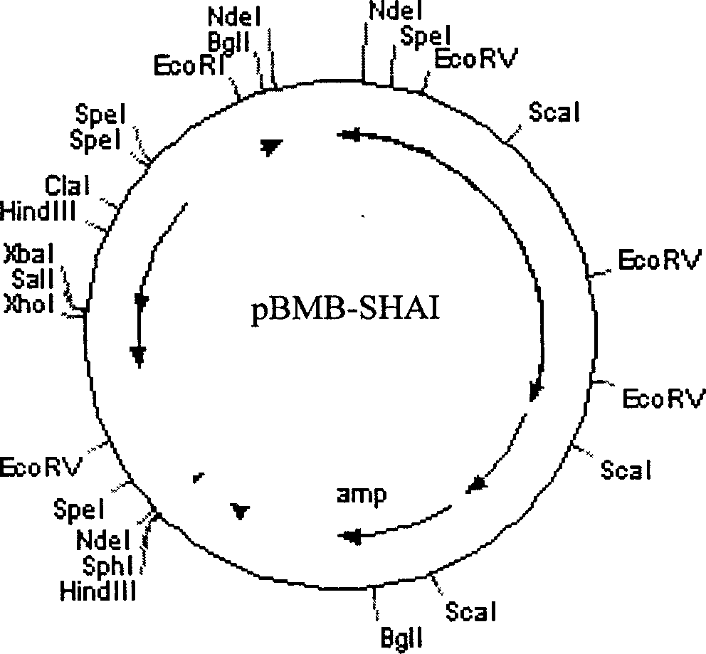 Method of revealing target protein on cell surface using bactospein S layer protein as carrier and application thereof