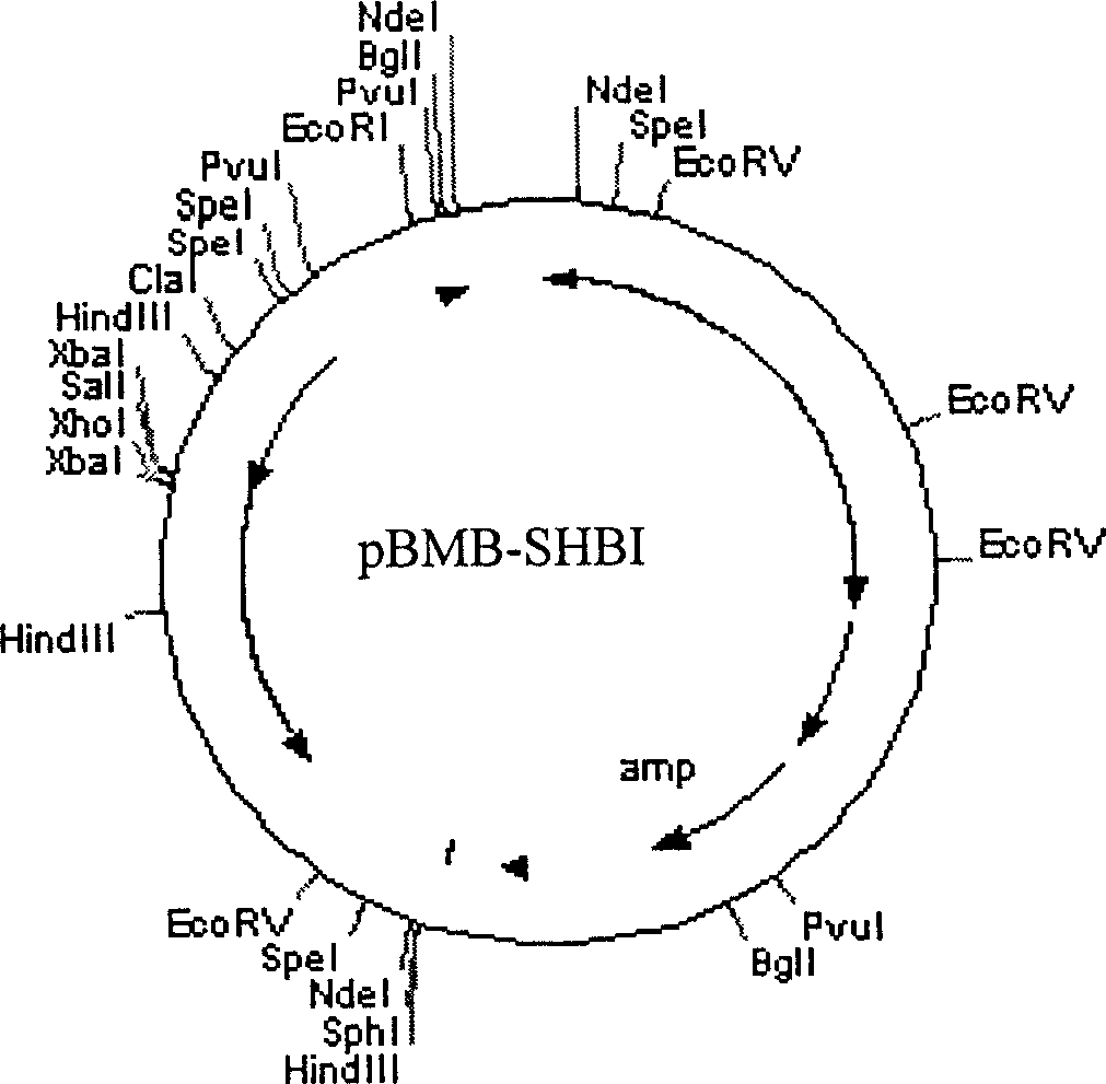 Method of revealing target protein on cell surface using bactospein S layer protein as carrier and application thereof