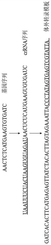 Method for identifying D614G mutation in SARS-CoV-2 based on CRISPR-Cas12a