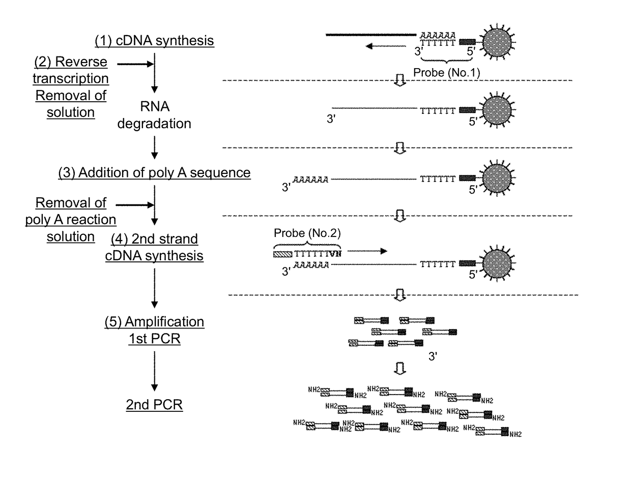 Method for amplifying cDNA derived from trace amount of sample