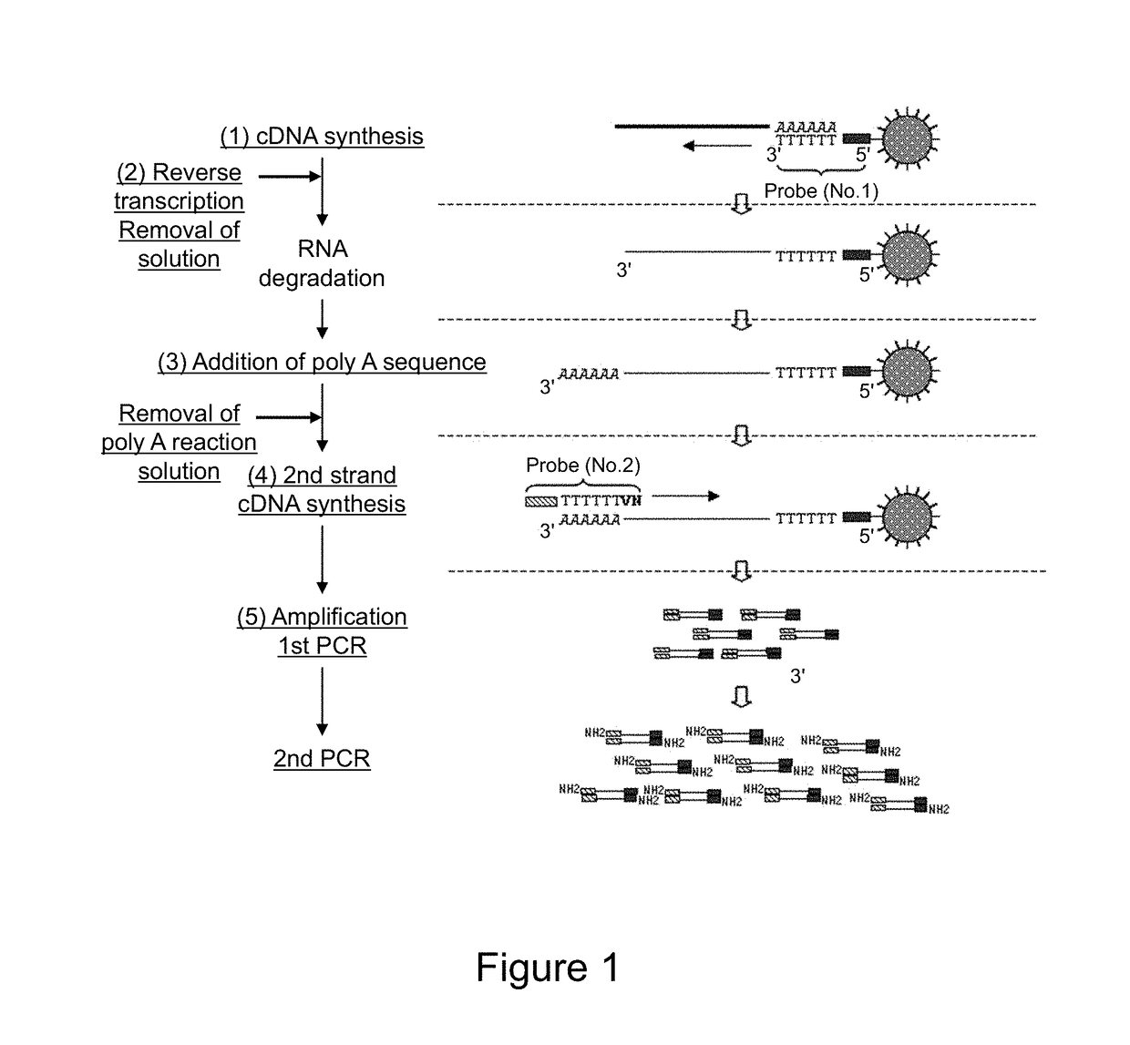 Method for amplifying cDNA derived from trace amount of sample