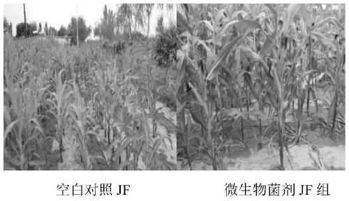 Microbial agent JF for preventing and treating corn stalk rot in saline-alkali soil and preparation method of microbial agent JF