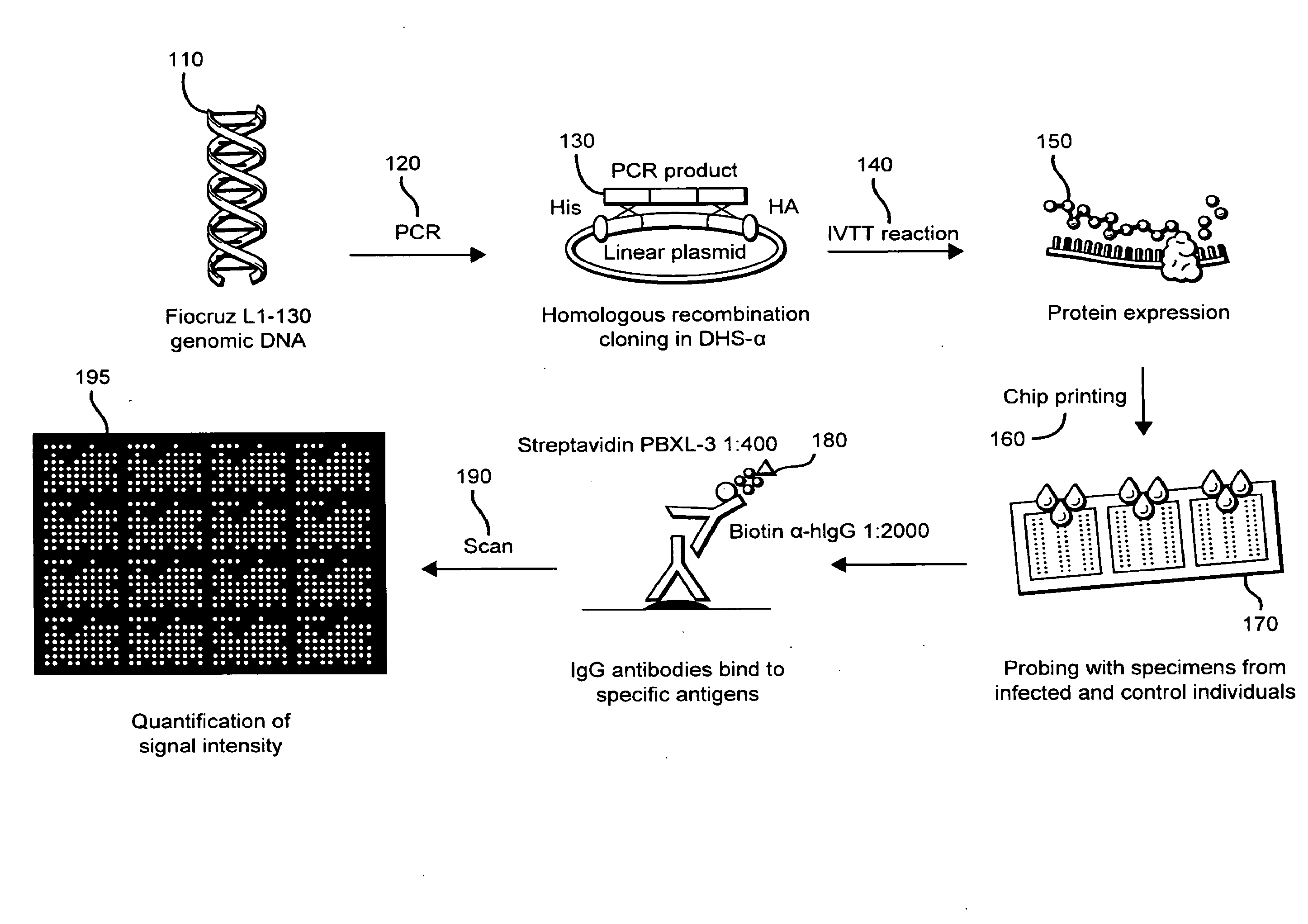Methods and compositions of protein antigens for the diagnosis and treatment of leptospirosis