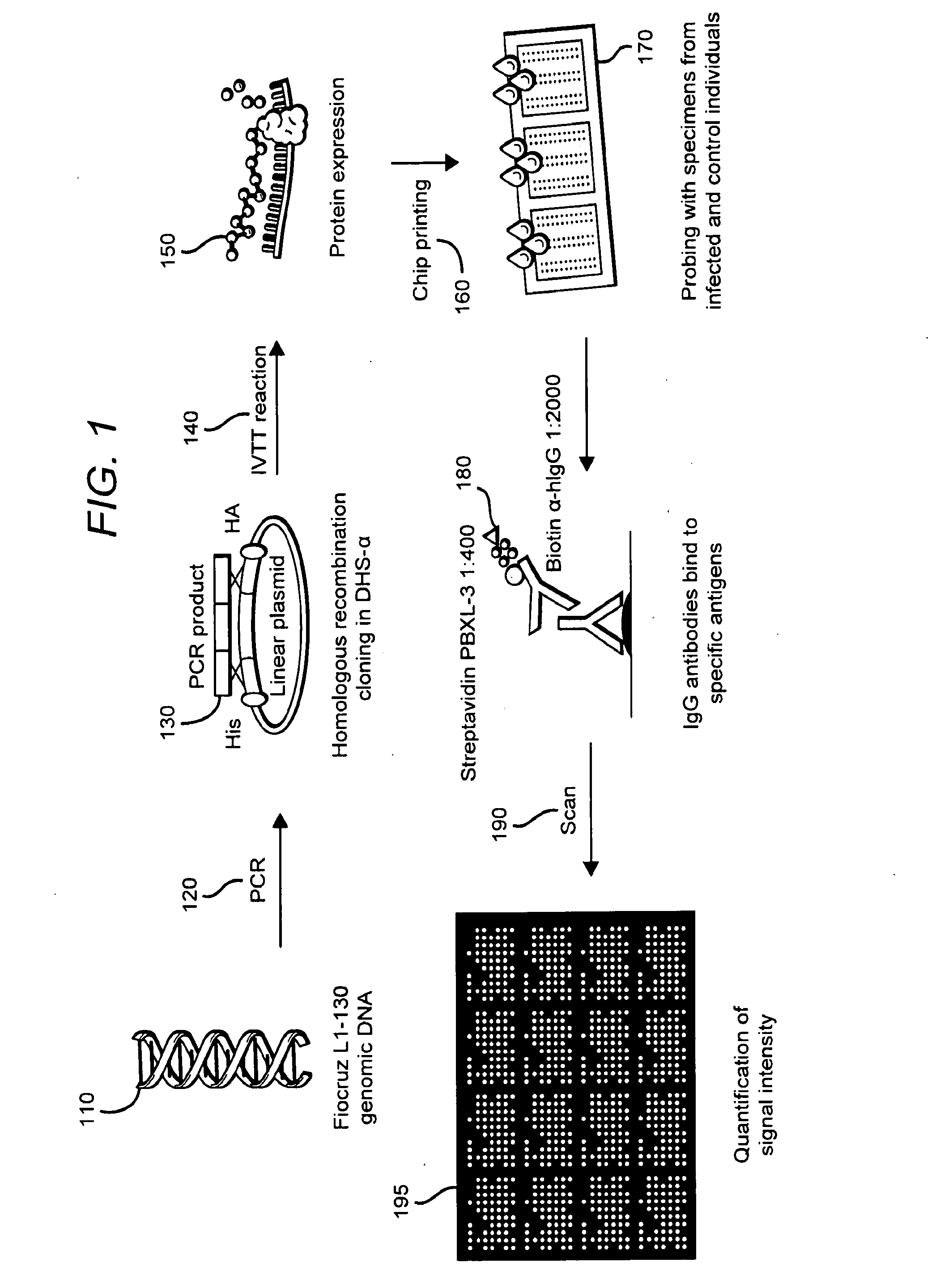 Methods and compositions of protein antigens for the diagnosis and treatment of leptospirosis