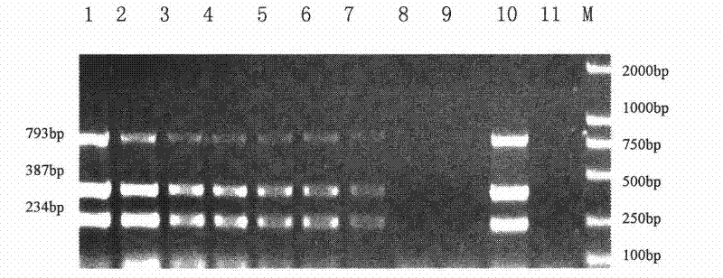 Triple Polymerase Chain Reaction(PCR)kit for identifying endogenous and exogenous avian leukosis viruses