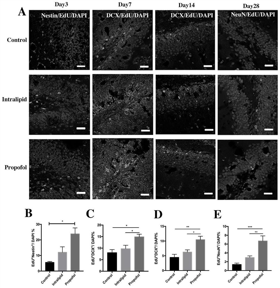 Application of propofol to improvement of cognitive function of mice by promoting formation of brain-developing dopamine neural network