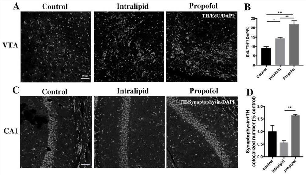 Application of propofol to improvement of cognitive function of mice by promoting formation of brain-developing dopamine neural network
