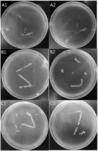 Agrobacterium tumefaciens-mediated transformation method for Tilletia contraversa Kuhu