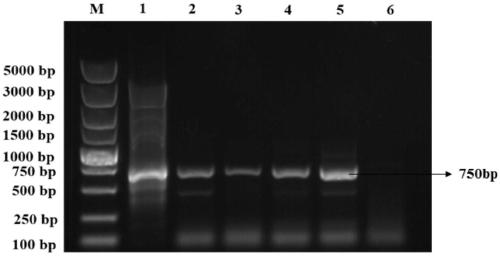Agrobacterium tumefaciens-mediated transformation method for Tilletia contraversa Kuhu