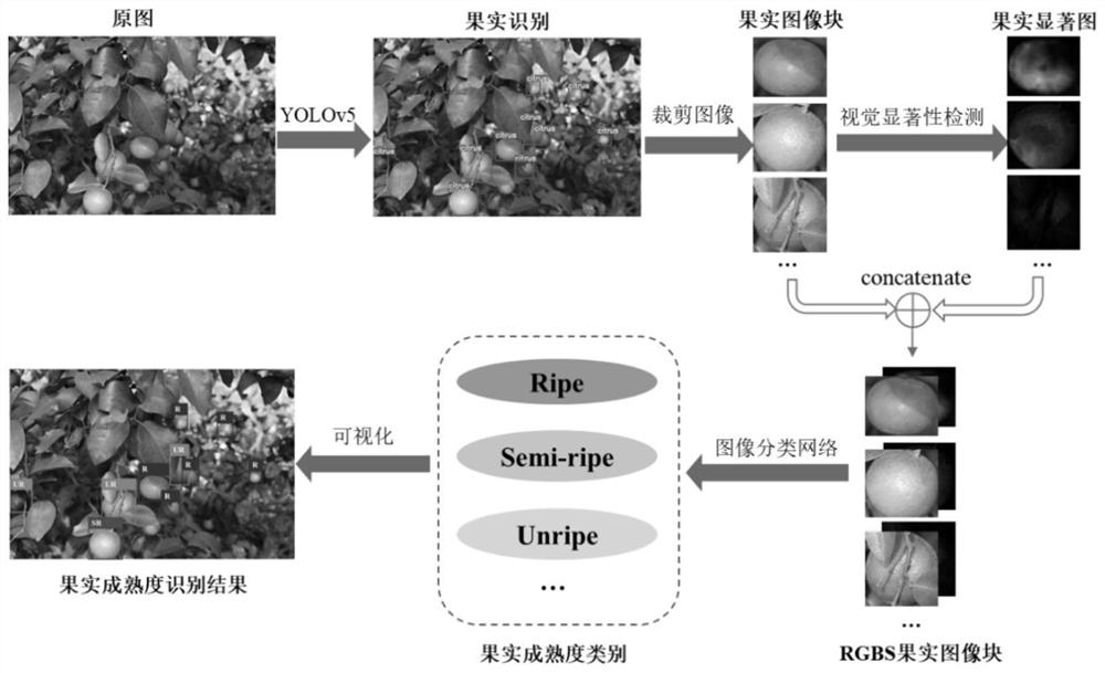 Method for detecting maturity of fruits on tree based on visual saliency map