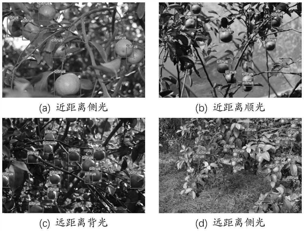 Method for detecting maturity of fruits on tree based on visual saliency map
