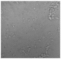 In-vitro culture kit for CMV-CTLs (human cytomegalovirus-cytotoxic T lymphocytes)