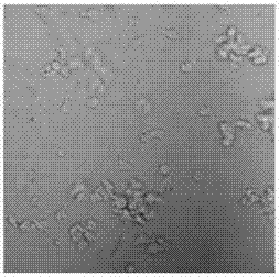 In-vitro culture kit for CMV-CTLs (human cytomegalovirus-cytotoxic T lymphocytes)