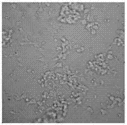 In-vitro culture kit for CMV-CTLs (human cytomegalovirus-cytotoxic T lymphocytes)