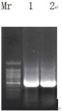 Code error-prone DNA (Deoxyribonucleic Acid) polymerase and preparation method thereof
