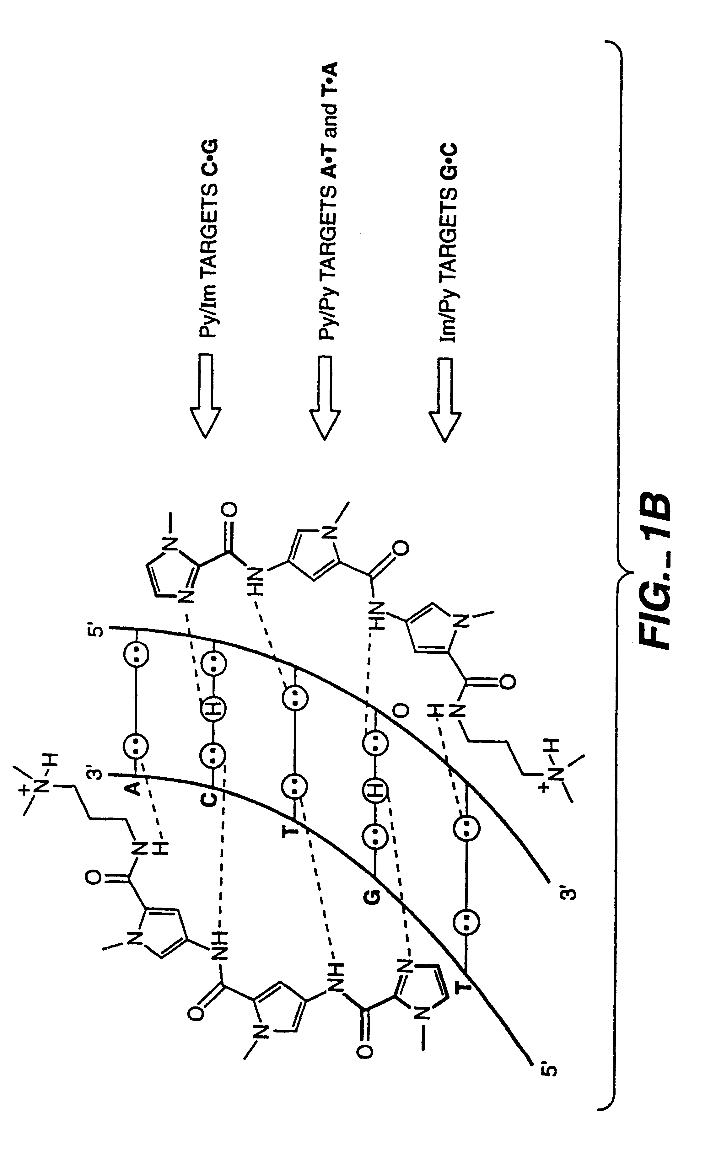 Complex formation between dsDNA and oligomer of cyclic heterocycles