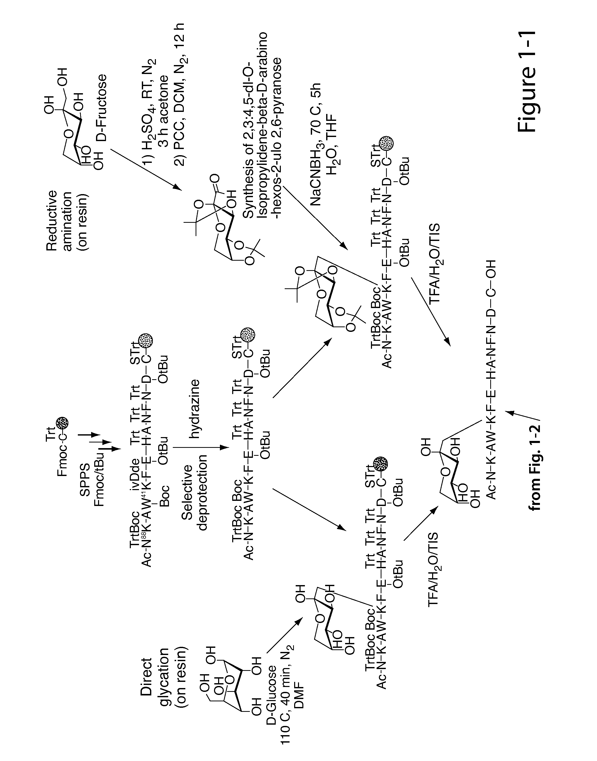 Glycated cd59 peptides, their preparation, and uses thereof