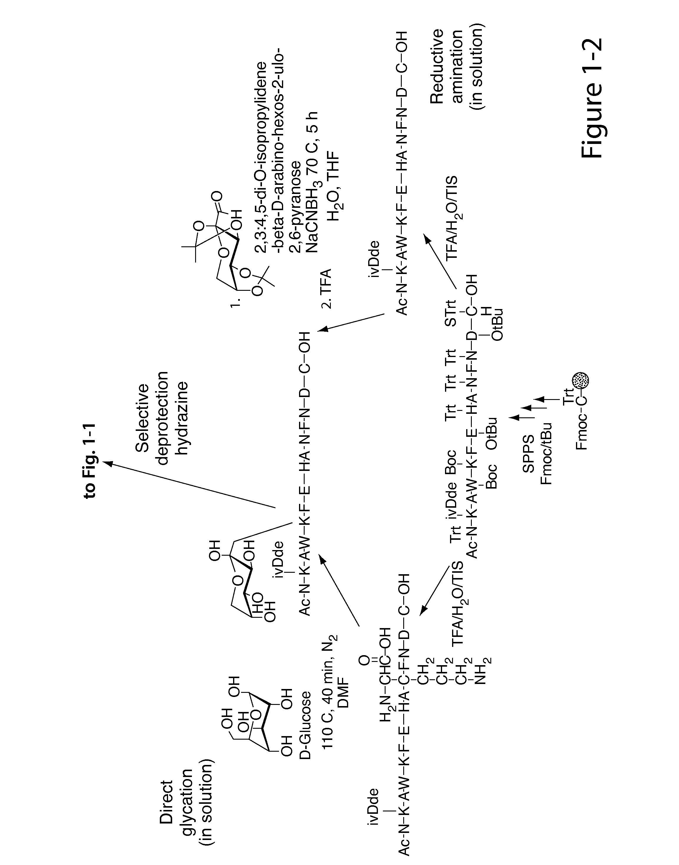 Glycated cd59 peptides, their preparation, and uses thereof