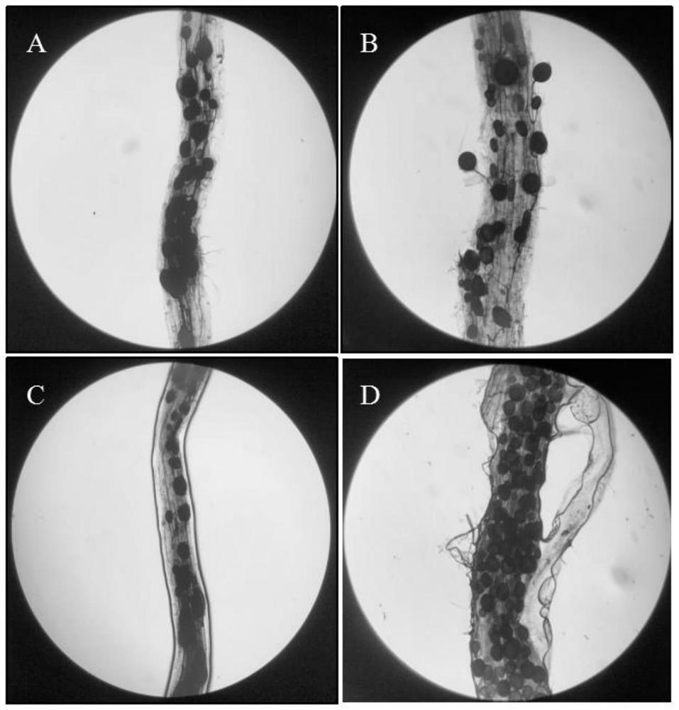 Propagation method of arbuscular mycorrhizal fungi