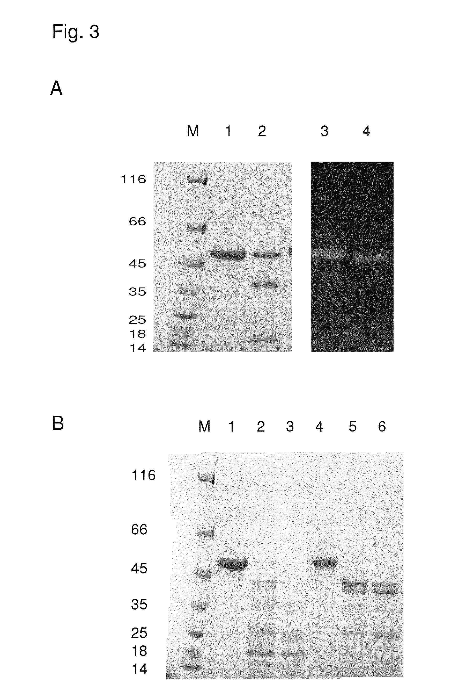 Protease stable cell wall lysing enzymes