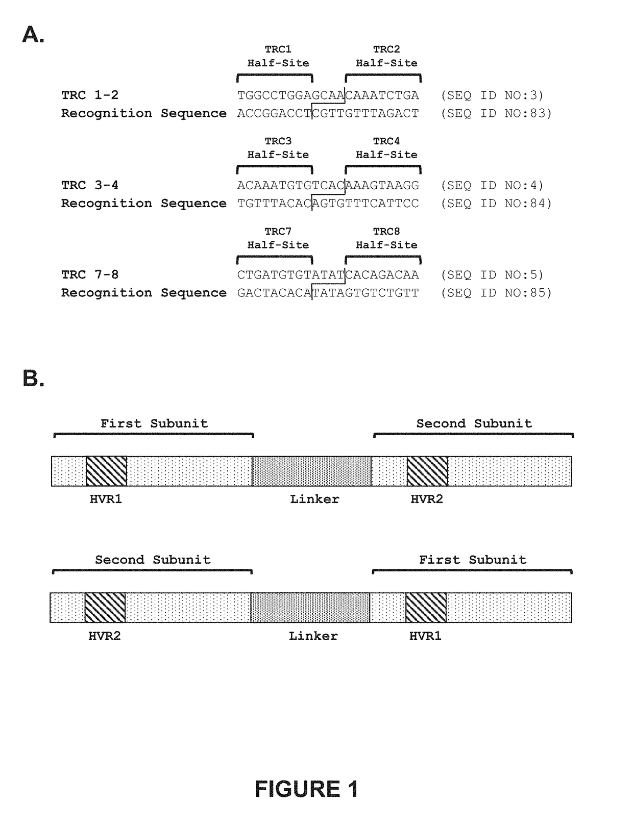 Genetically-modified cells comprising a modified human t cell receptor alpha constant region gene