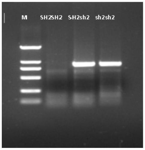 Primers for rapidly detecting sh2sh2 genotype sweet corn and application of primers