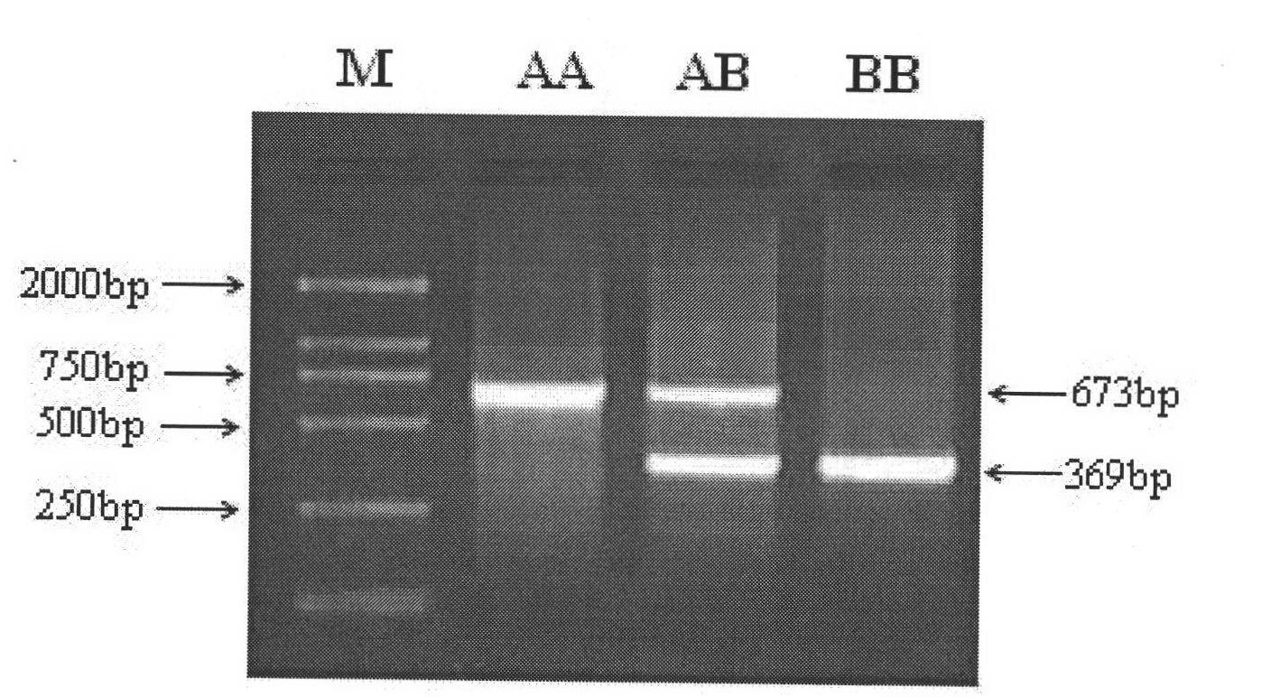Separation, cloning and identification of promoters of porcine citric dehydrogenase genes IDH3beta