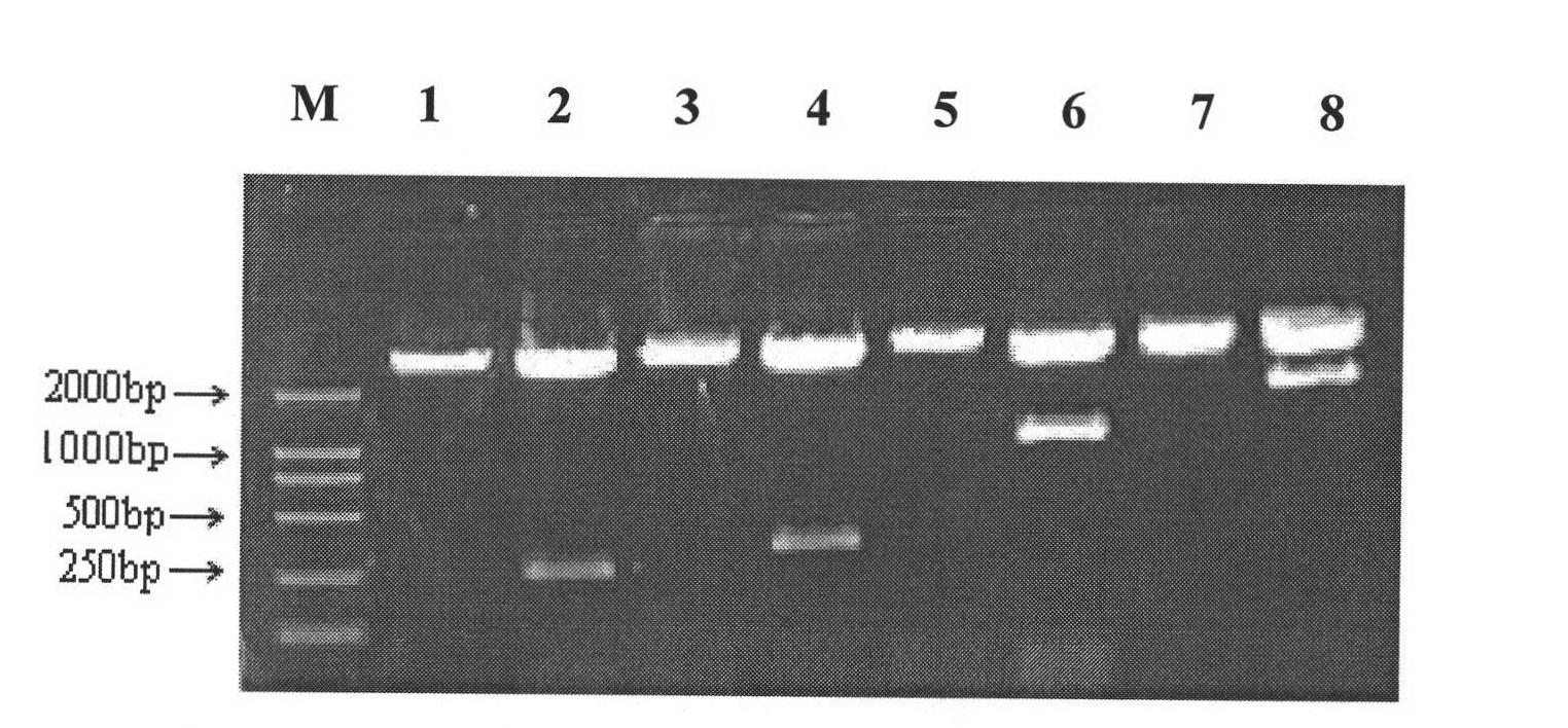 Separation, cloning and identification of promoters of porcine citric dehydrogenase genes IDH3beta