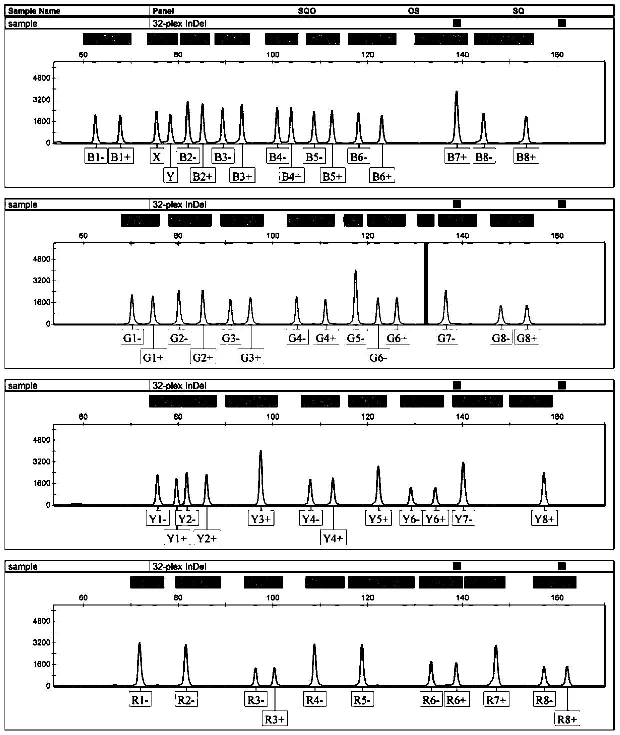 Fluorescent-labeled 32-plex InDels composite amplification system and application thereof