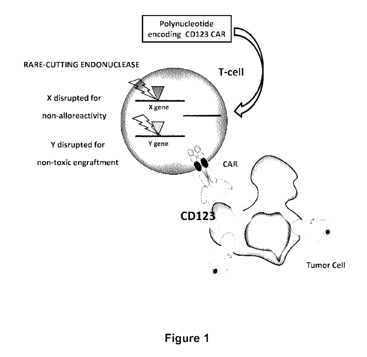 CD123 specific chimeric antigen receptors for cancer immunotherapy