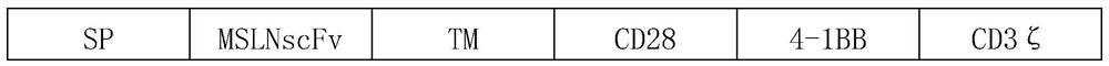 CAR vector of specific high-expression protein MSLN for targeing gastric cancer cell as well as construction method and application thereof