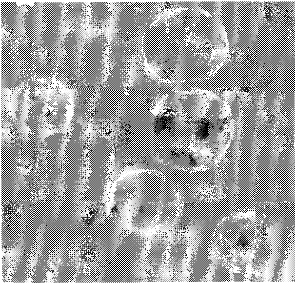 Method for preparing probiotic microcapsules by using electrostatic spraying