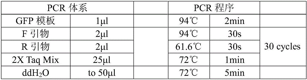 Method for preparing protein in penicillium expansum hypnospores by use of exogenous RNA