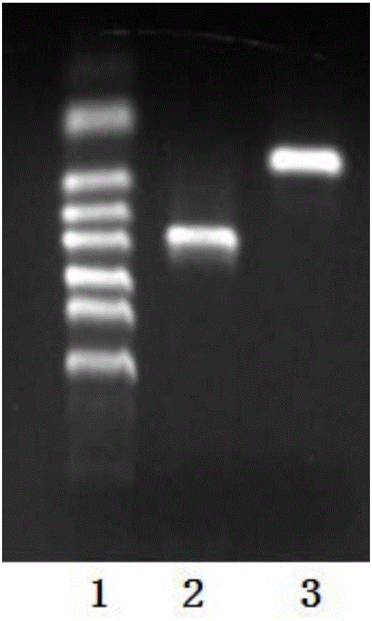 Method for preparing protein in penicillium expansum hypnospores by use of exogenous RNA