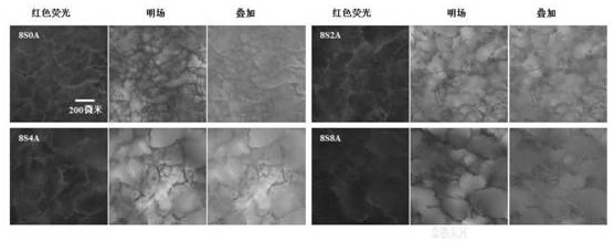 A kind of sericin-alginate composite hydrogel and preparation method thereof