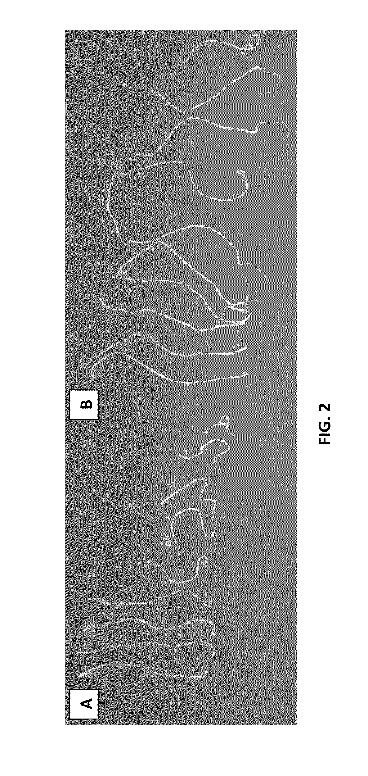 Bacillus licheniformis rti184 compositions and methods of use for benefiting plant growth