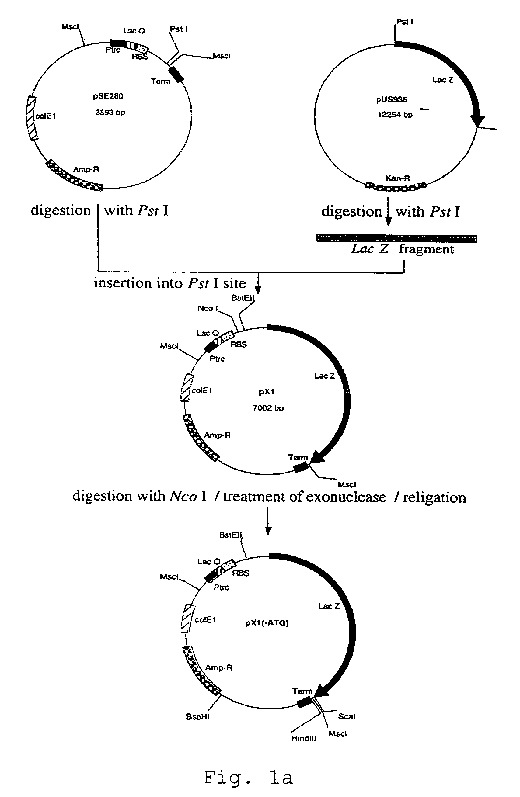 Transformant for screening of inhibitors for human immunodeficiency virus