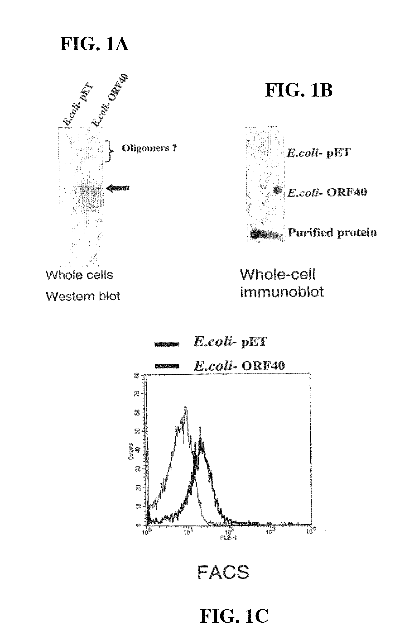 Meningococcus adhesins nada, app and orf 40