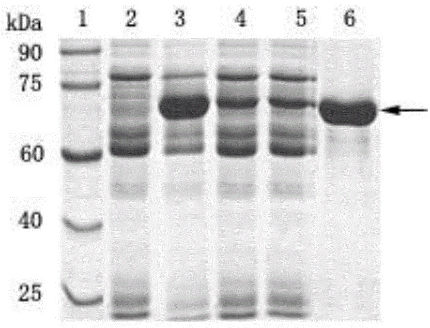 Treponema pallidum p15-17-47 fusion protein and recombination expression method thereof